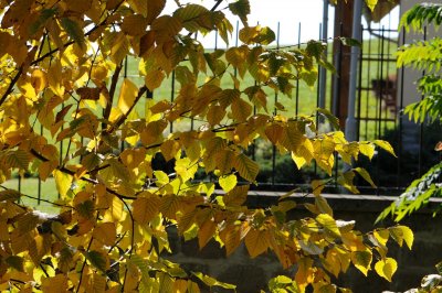 Betula ermanii - bříza ermanova - podzim